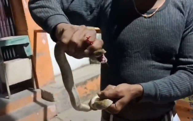 Bị rắn cắn vào tay, người đàn ông có hành động khiến bác sĩ sốc nặng