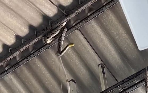 Người dân la hét khi thấy trăn dài 4m xuất hiện trên mái nhà tang lễ