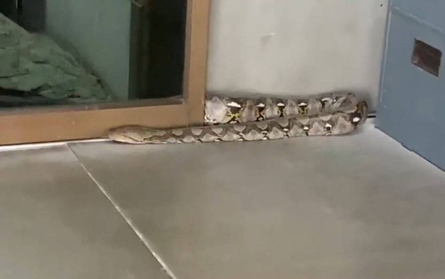 Bức tường phát ra tiếng động, người dân bỏ chạy khi thấy thứ đáng sợ