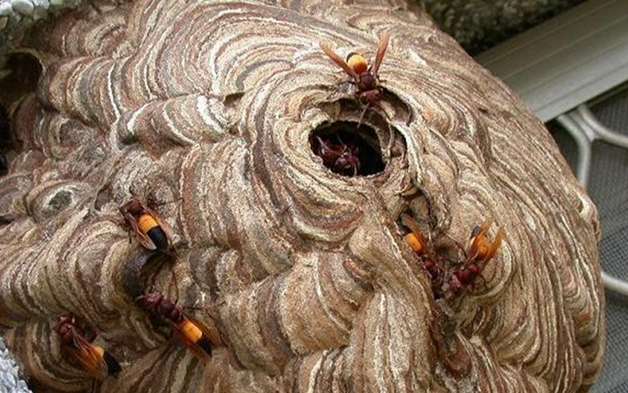 Hai cha con tử vong, bác sĩ sốc nặng khi phát hiện sự thật đáng sợ