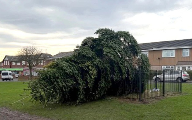 Cây thông Noel bị chặt vô cớ khiến dân làng phẫn nộ