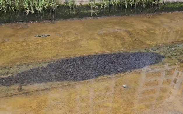 Nhìn xuống kênh, người phụ nữ bắt gặp cảnh tượng nổi da gà