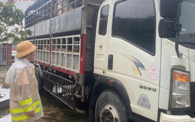 Phát hiện 2 xe tải chở 7,2 tấn heo nghi nhiễm dịch tả heo châu Phi