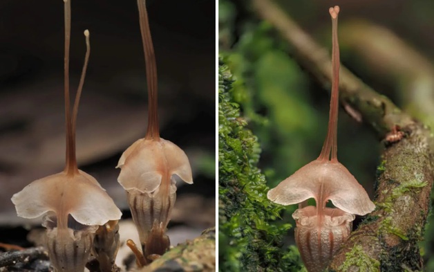 Phát hiện loài thực vật kỳ lạ, số lượng chưa đến 20 cá thể