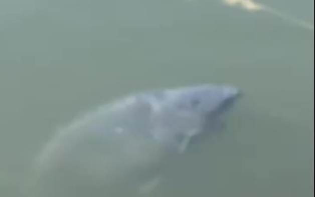 Cá chép khổng lồ nổi lên ở kênh, người dân sững sờ