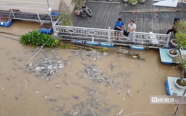 Chuyện lạ Đồng Tháp: Cá kéo về “xin ăn”, người dân nuôi như… thú cưng