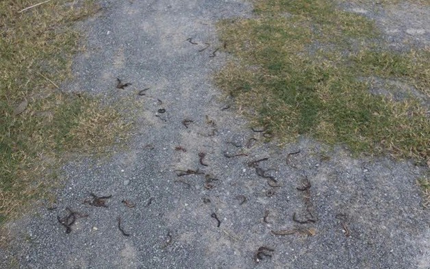 Làm rõ nguyên nhân giun bò lên mặt đất chết hàng loạt ở Quảng Trị