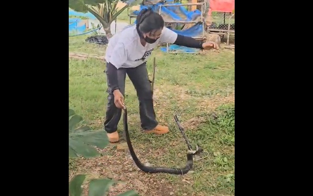Người phụ nữ bắt sống rắn hổ mang chúa dài 1,8 mét
