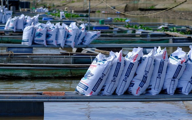 Đi tìm sự chắc chắn cùng Sao Mai Super Feed trong mỗi vụ nuôi