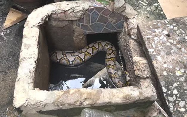 Nhìn ra ngoài vườn, người dân phát hiện cảnh tượng "nổi da gà"