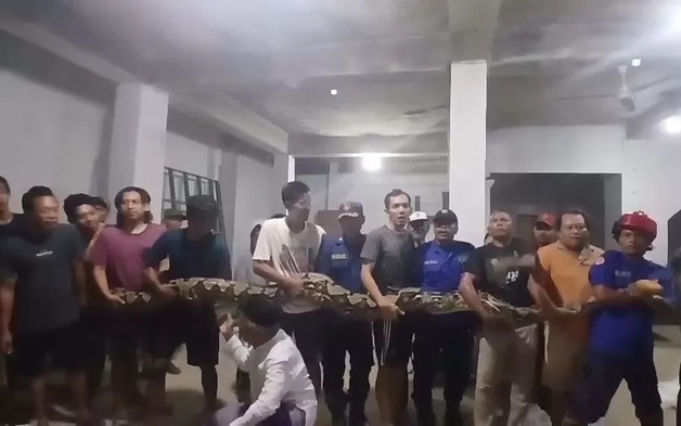 Bắt được con trăn khổng lồ nặng 100kg ẩn nấp trên mái nhà dân