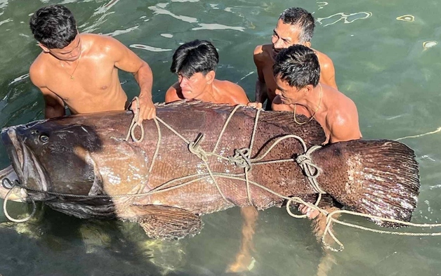 Ngư dân bắt được con cá mú khổng lồ nặng 150kg trên biển