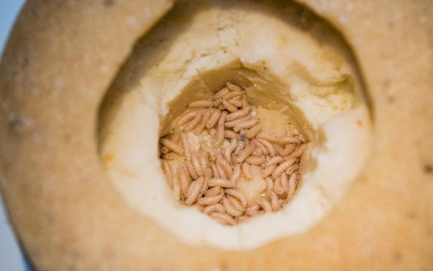 Món ăn "kinh dị nhất thế giới" khiến du khách phải khóc thét khi thấy giòi bật nhảy cao tới 15cm