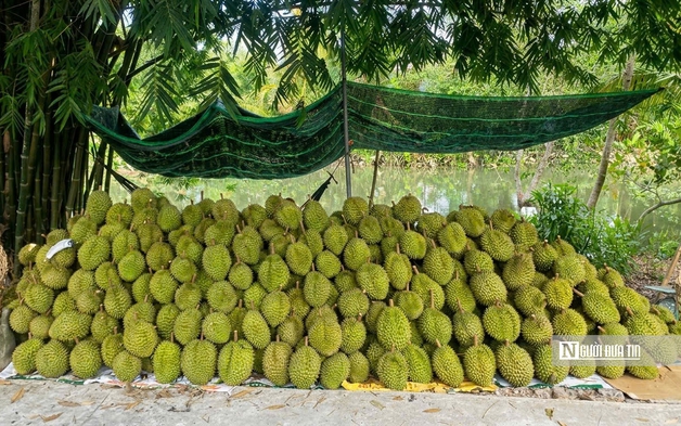 Sầu riêng biến động khó lường, nhà vườn “đứng ngồi không yên”