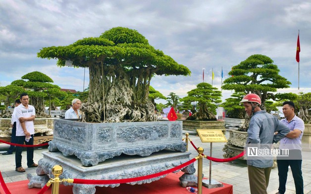 Triển lãm cây cảnh ở Quảng Ngãi hút khách, một gốc "Thạch nham cổ mộc" được định giá 6,5 tỷ đồng