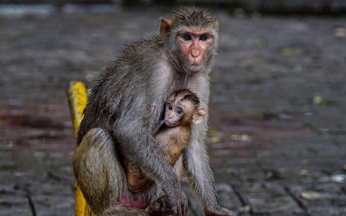 10 con khỉ ở Brazil bị đầu độc do lo ngại về dịch bệnh đậu ...